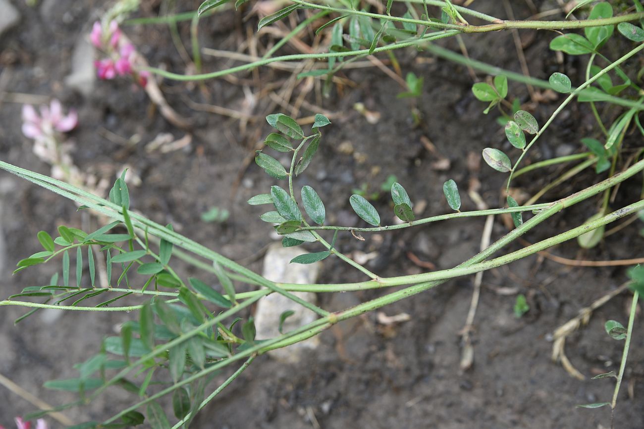 Image of genus Onobrychis specimen.