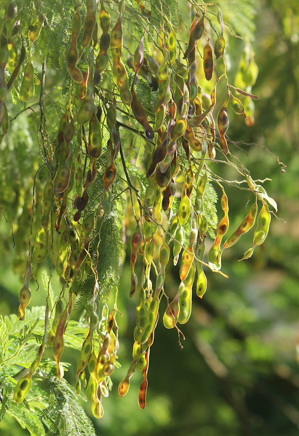 Изображение особи Acacia dealbata.