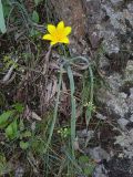 Tulipa ferganica