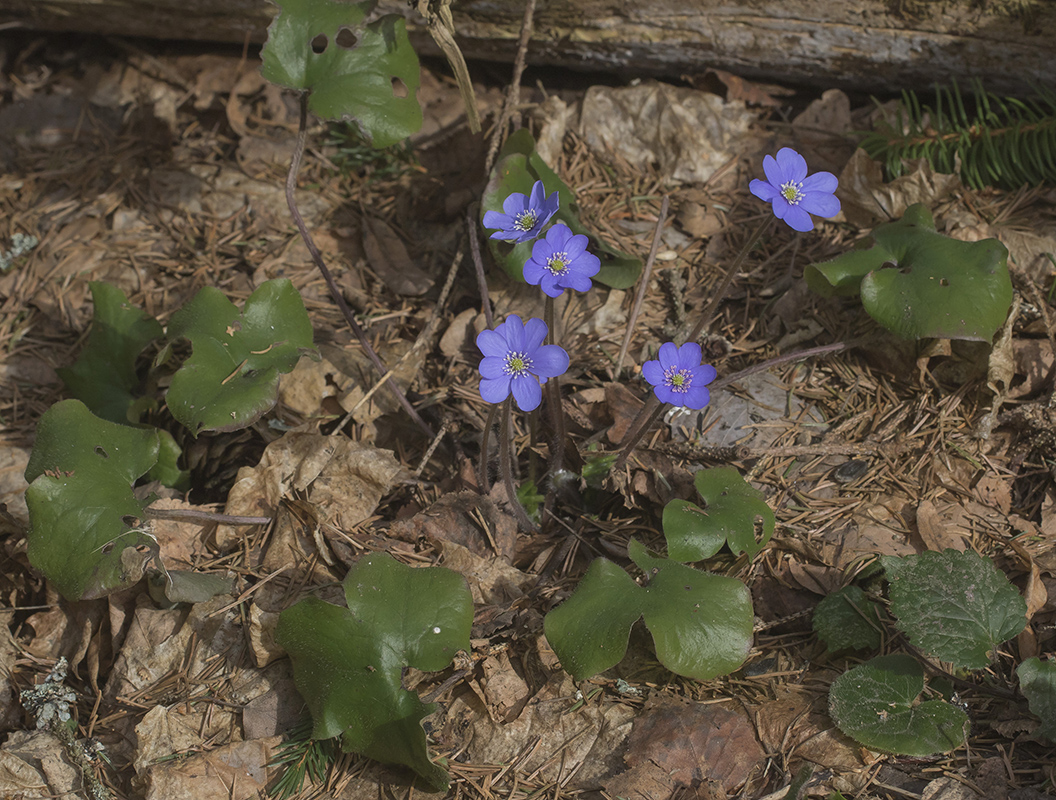 Image of Hepatica nobilis specimen.