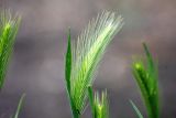 Hordeum leporinum