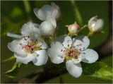 Pyrus communis