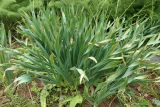 Смотреть изображение Ungernia sewerzowii
