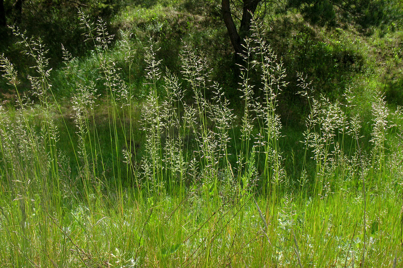 Image of Poa pratensis specimen.