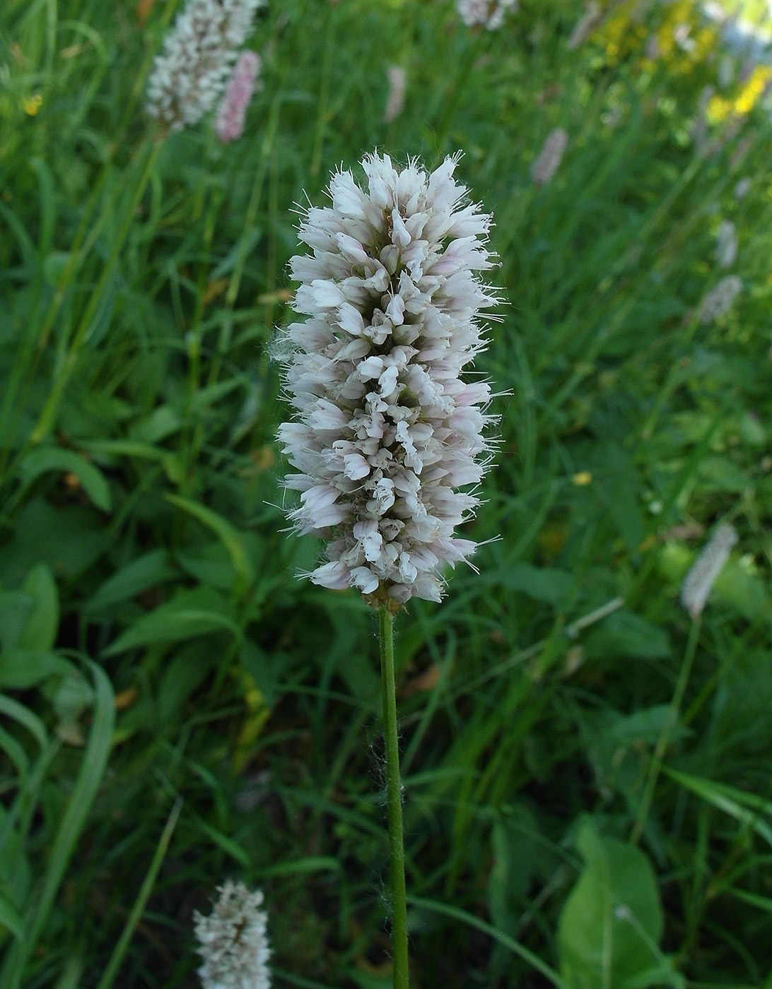 Image of Bistorta officinalis specimen.