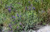 Vicia villosa