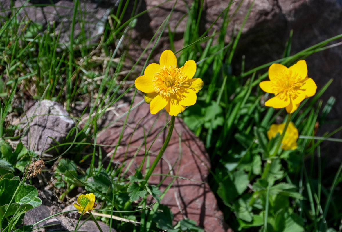 Image of Trollius dschungaricus specimen.