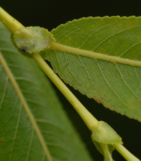 Image of Salix rorida specimen.