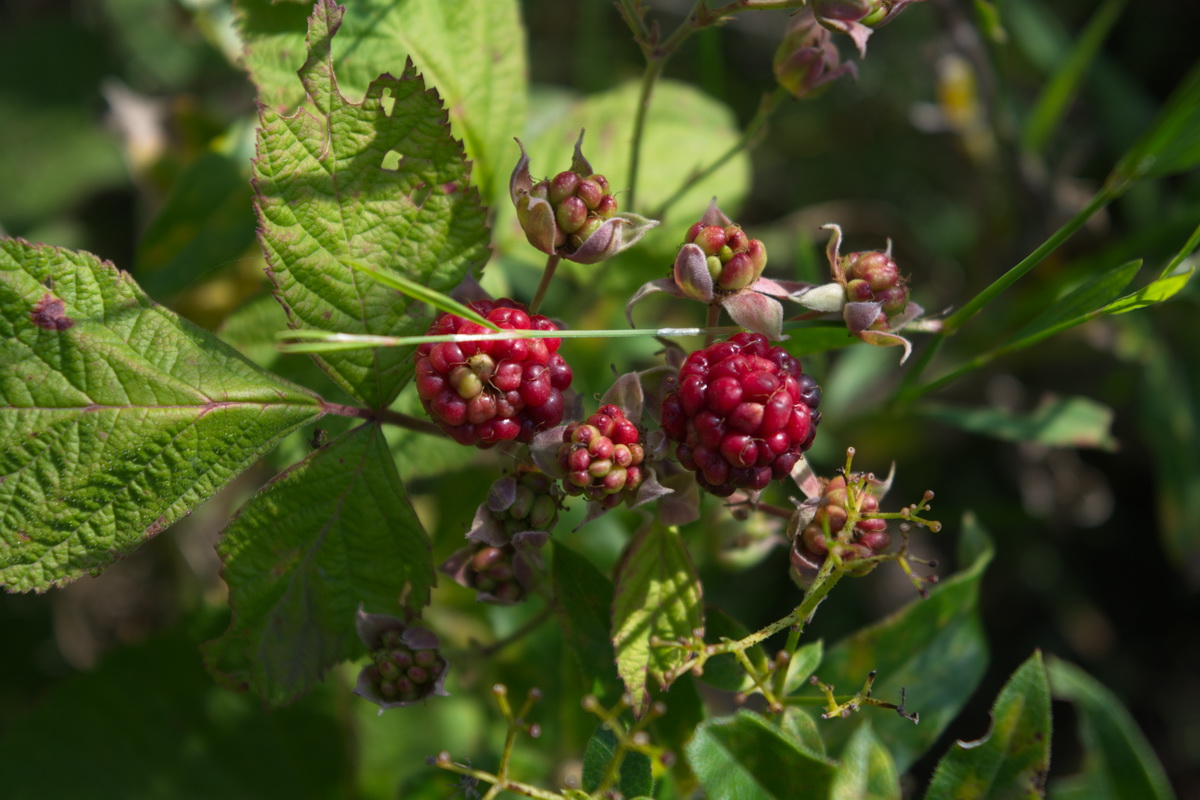 Изображение особи Rubus caesius.