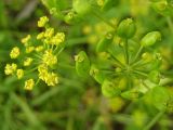 Pastinaca sylvestris. Соцветие и соплодие с незрелыми плодами. Московская обл., ГО Подольск, мкр-н Климовск, просека ЛЭП. 01.08.2023.