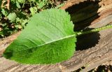 genus Dipsacus