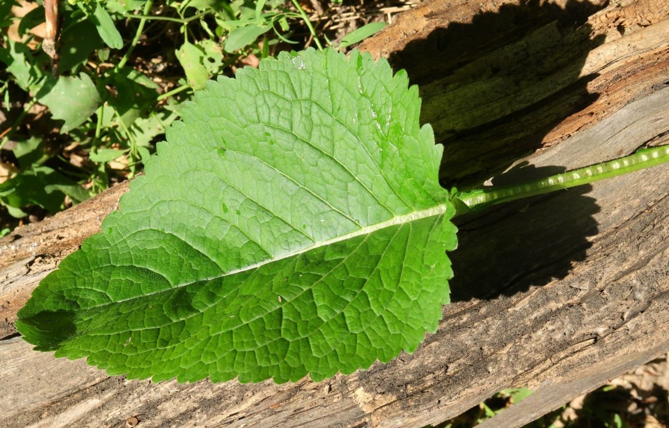 Image of genus Dipsacus specimen.
