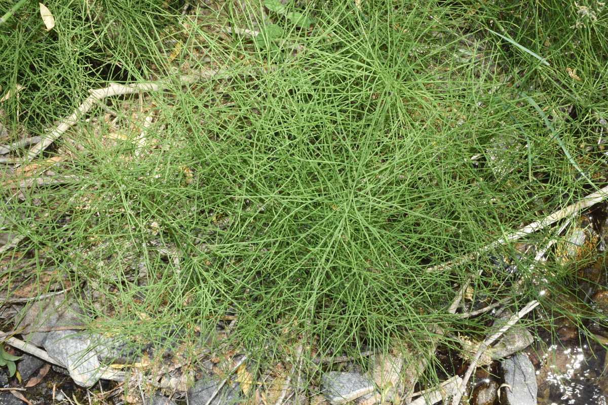 Image of Equisetum arvense specimen.