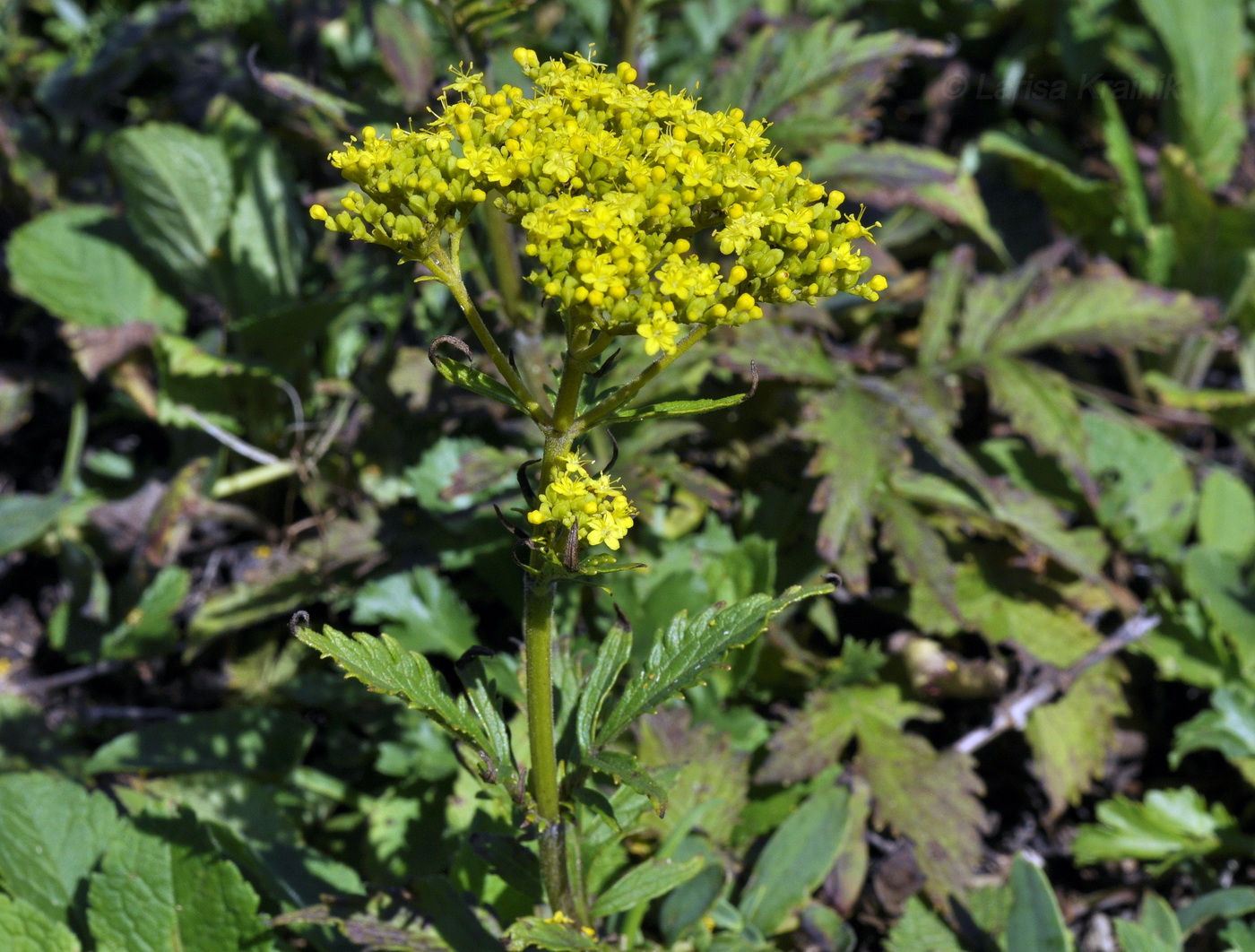 Изображение особи Patrinia scabiosifolia.