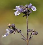 Isodon japonicus variety glaucocalyx. Верхушка соцветия. Приморский край, Уссурийский гор. округ, окр. с. Монакино, скалистая вершина небольшой сопки. 24.09.2023.