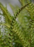 Woodsia polystichoides