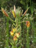 Oenothera glazioviana