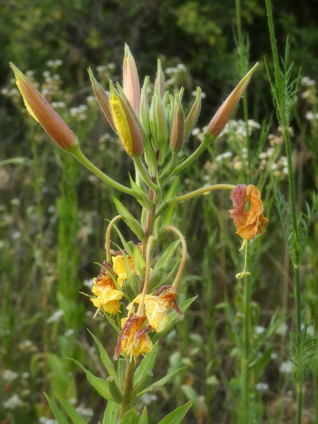 Изображение особи Oenothera glazioviana.