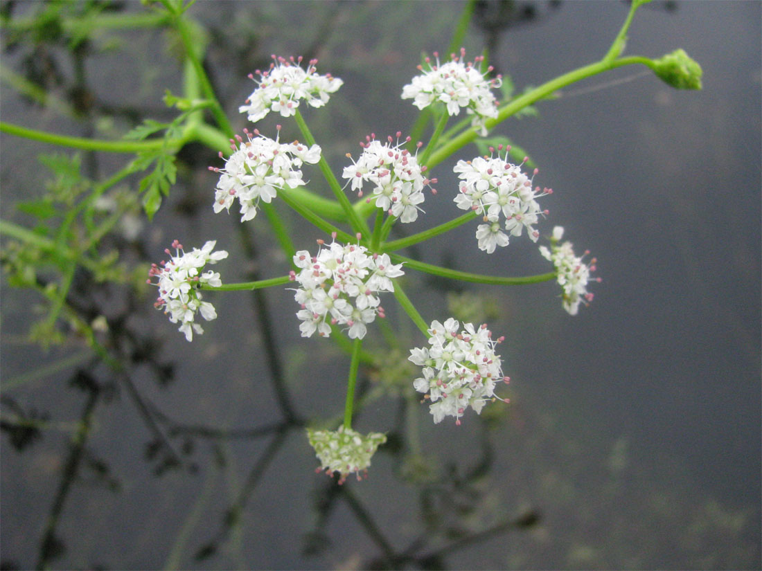 Image of Oenanthe aquatica specimen.