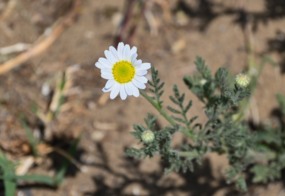 Image of Anthemis ruthenica specimen.