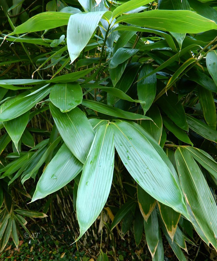 Image of genus Sasa specimen.