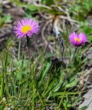 Erigeron venustus