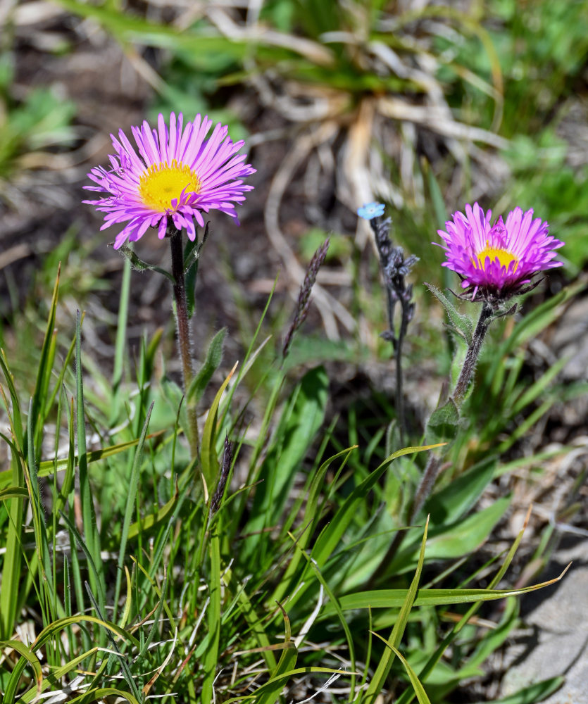 Изображение особи Erigeron venustus.