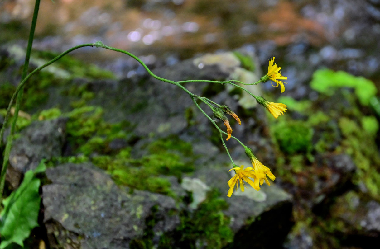 Изображение особи род Hieracium.