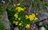 genus Draba