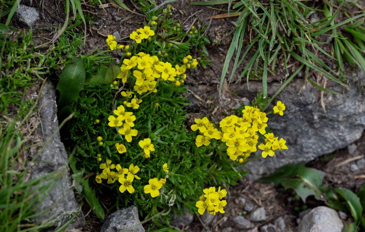 Image of genus Draba specimen.