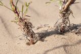genus Artemisia. Основания растений и частично обнажённые подземные части. Республика Саха (Якутия), Хангаласский улус, Мальжагарский 2-й наслег, правый берег р. Лена, тукулан Кумыс-Самага. 31.07.2023.