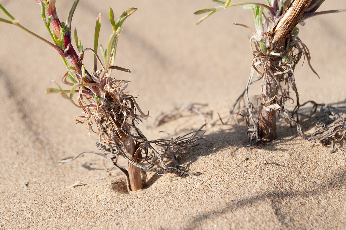 Image of genus Artemisia specimen.