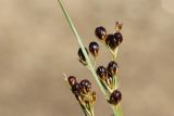 Juncus compressus