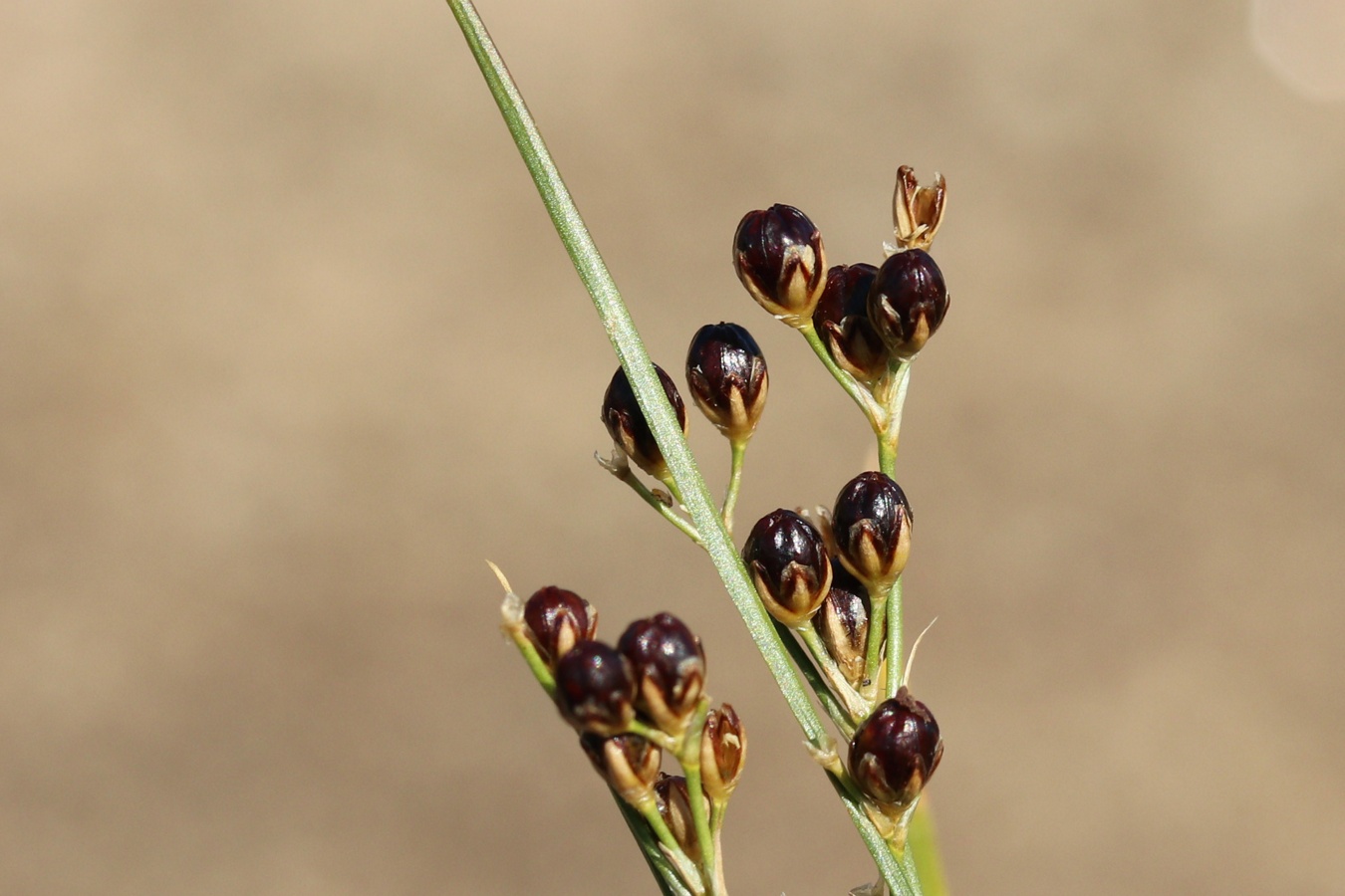 Изображение особи Juncus compressus.