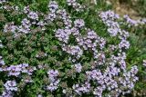 genus Thymus. Верхушки побегов с соцветиями. Армения, обл. Гегаркуник, берег оз. Севан, гора Артаниш, ≈ 2400 м н.у.м., каменистый участок лугового склона. 23.06.2022.