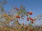 Asparagus verticillatus. Верхушка плодоносящего растения. Крым, Керченский п-ов, Приазовье, Генеральские пляжи, балка в петрофитной степи, сходящая к берегу моря. 18.08.2018.