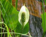 Calla palustris