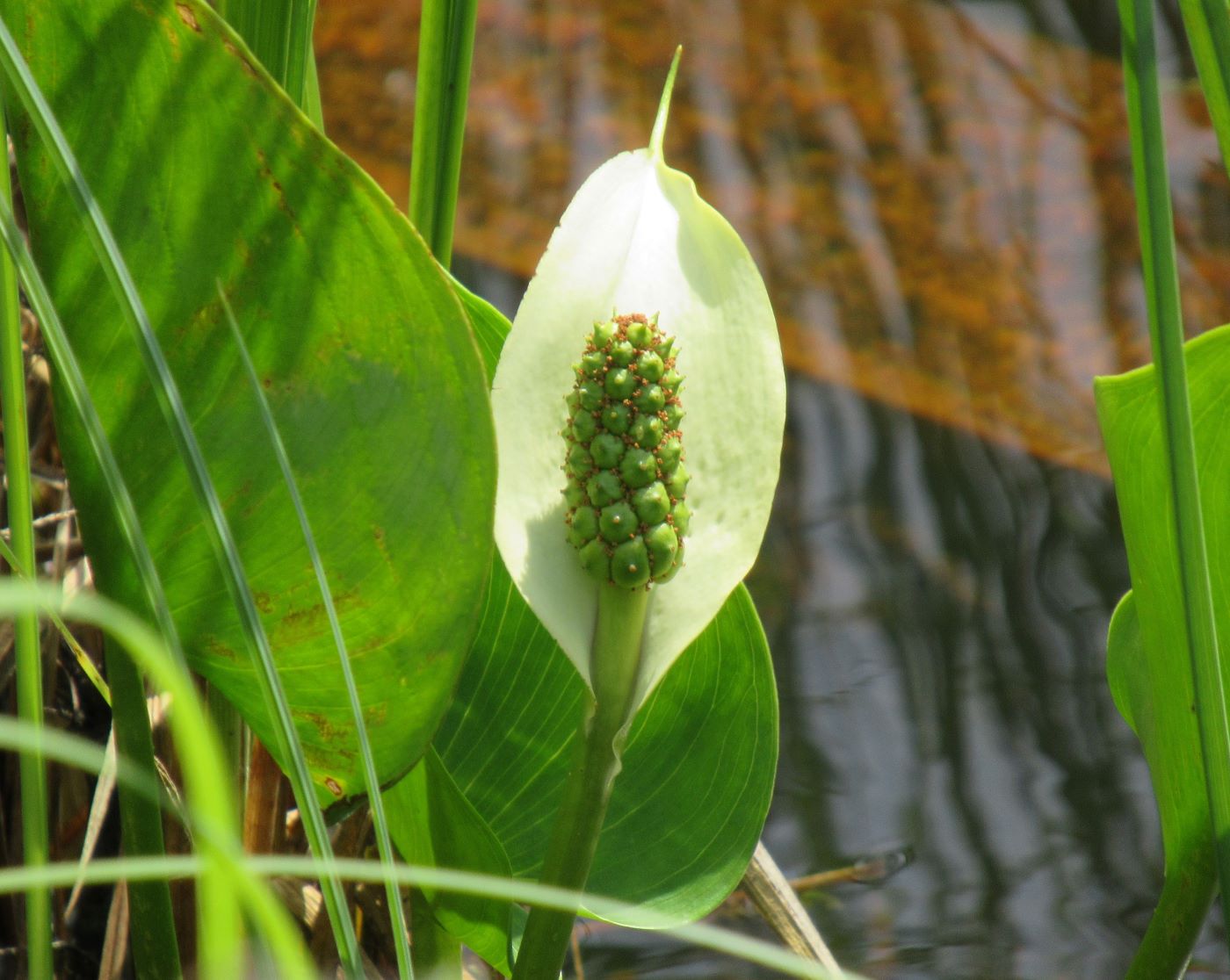 Изображение особи Calla palustris.