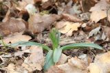 Dactylorhiza romana