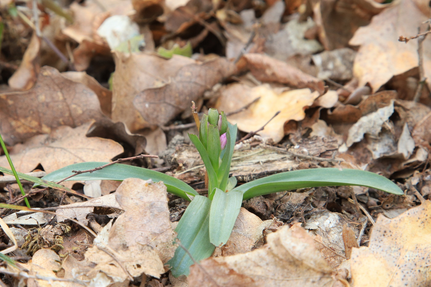 Изображение особи Dactylorhiza romana.