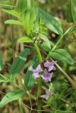 Vicia sepium