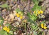 Lotus ornithopodioides