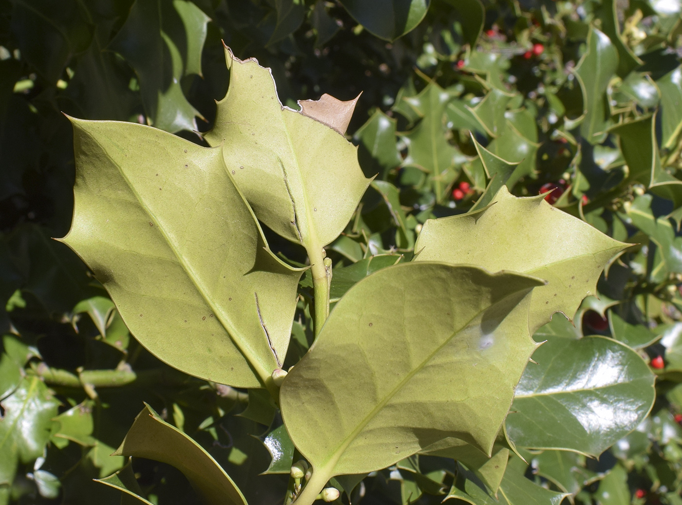 Изображение особи Ilex aquifolium.