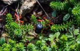 Empetrum sibiricum