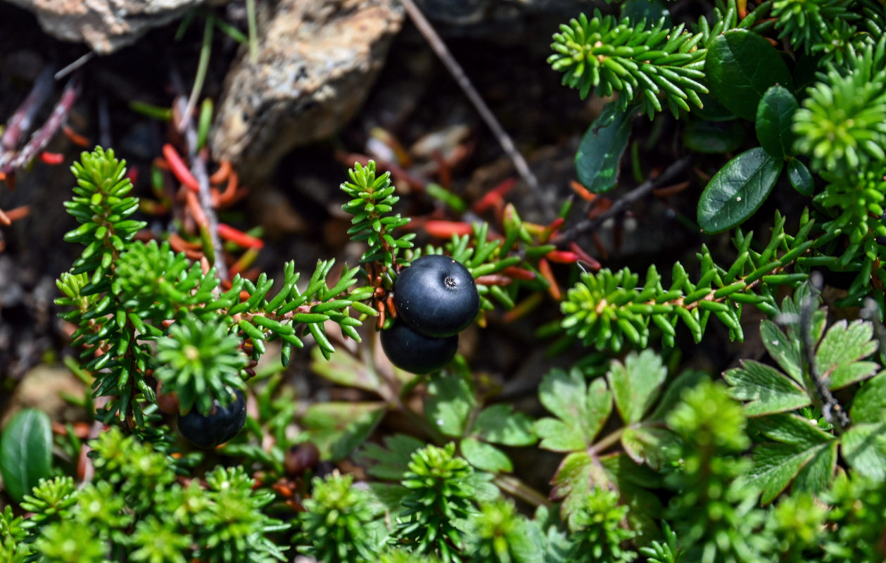 Изображение особи Empetrum sibiricum.