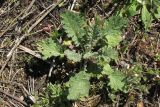 Senecio jacobaea