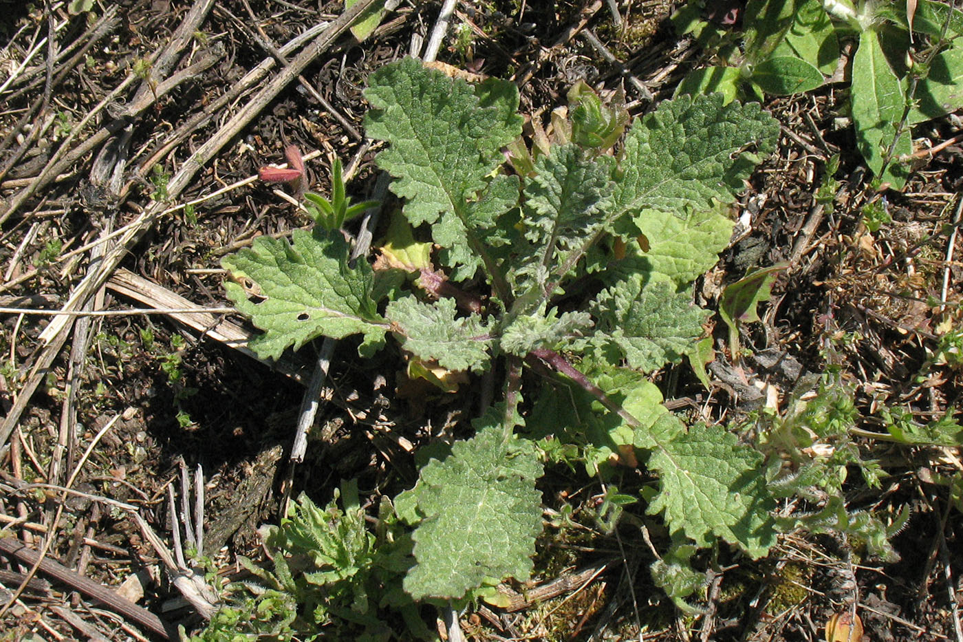 Image of Senecio jacobaea specimen.