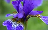 Iris sanguinea. Цветок. Московская обл., Раменский р-н, окр. дер. Хрипань, садовый участок. 06.06.2024.