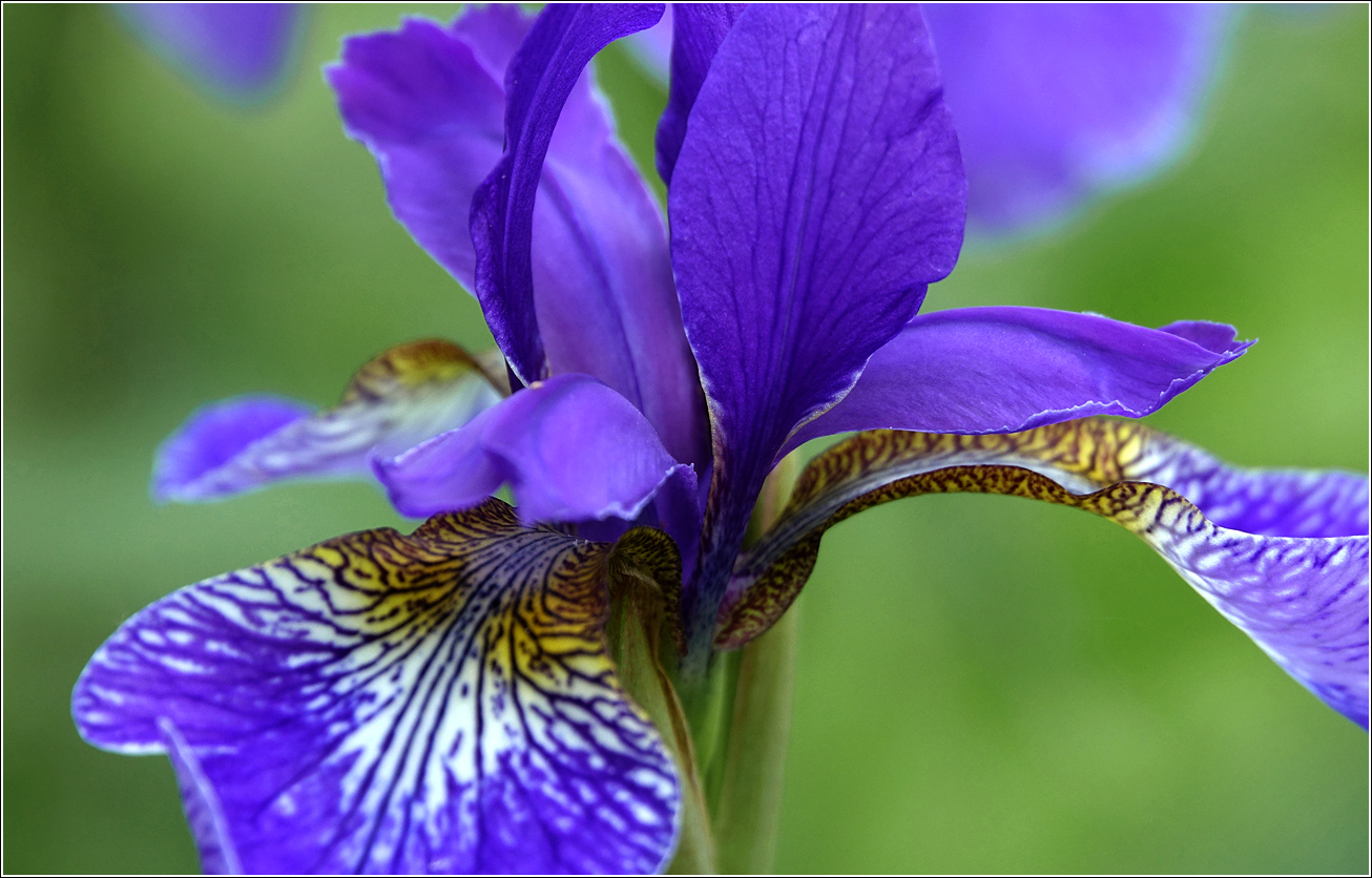 Image of Iris sanguinea specimen.
