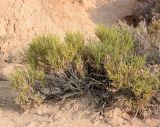 Kalidium caspicum